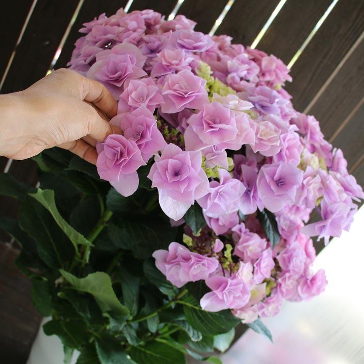 紫陽花 新品種 レア アジサイ [品種：ハイドランジア 月組（ピンク系