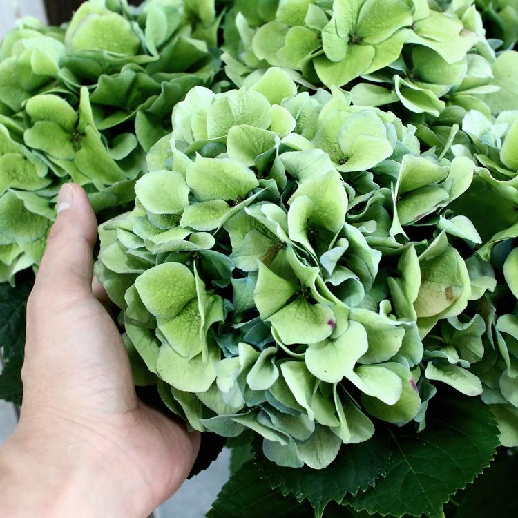 秋色アジサイ ハイドランジア 6号鉢 アンティーク 秋色 紫陽花『山口