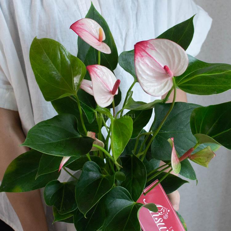 1年中咲くからコスパ抜群／花 鉢植え 室内用「アンスリウム