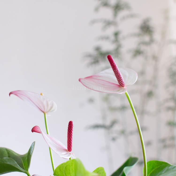 1年中咲くからコスパ抜群／花 鉢植え 室内用「アンスリウム
