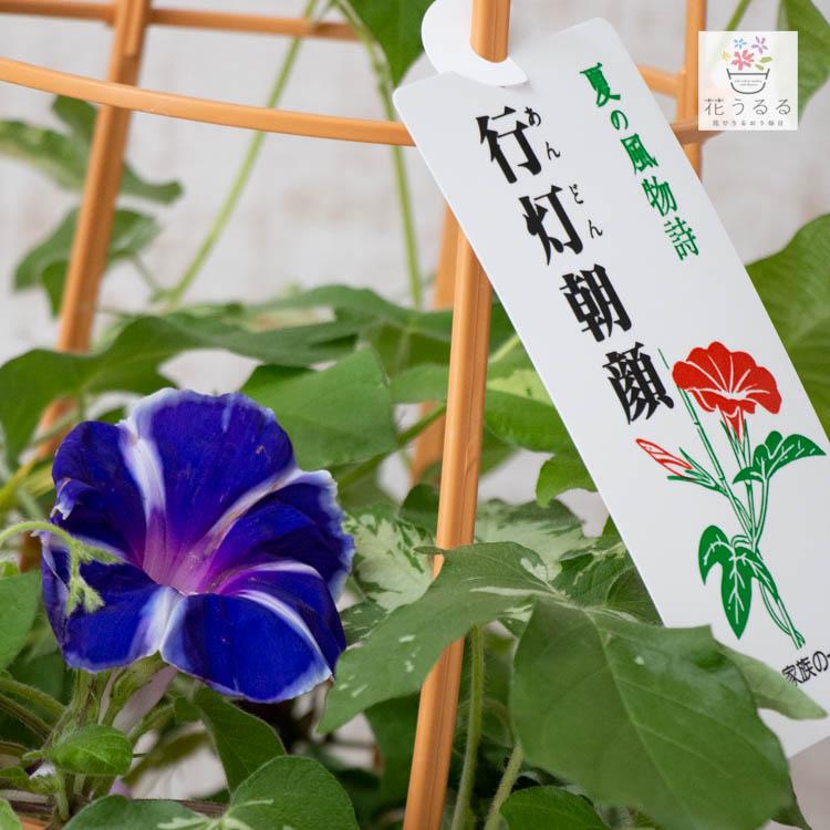 朝顔 アサガオ の行燈 あんどん 仕立て 日本朝顔 花色おまかせ 6号鉢 あさがお 種 鉢植え 苗 鉢 お中元 Hati Asagao Yohaku 花うるる ハンギング 寄せ植え通販 通販 Yahoo ショッピング