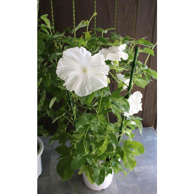 朝顔 アサガオ の行燈 あんどん 仕立て 6号鉢 あさがお 種 鉢植え 苗 鉢 お中元 暁 Hati Asagao 花うるる ハンギング 寄せ植え通販 通販 Yahoo ショッピング