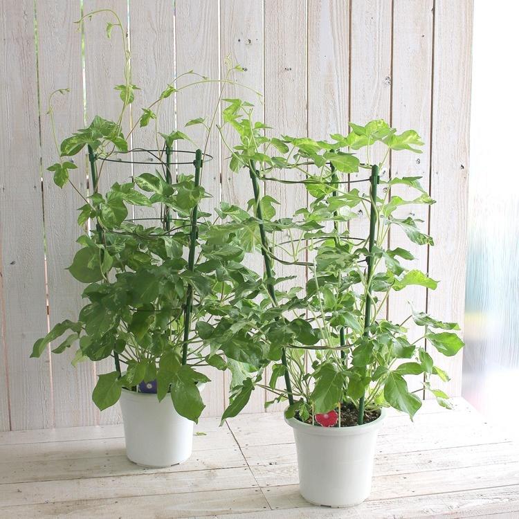 朝顔 アサガオ の行燈 あんどん 仕立て 6号鉢 あさがお 種 鉢植え 苗 鉢 お中元 暁 Hati Asagao 花うるる ハンギング 寄せ植え通販 通販 Yahoo ショッピング