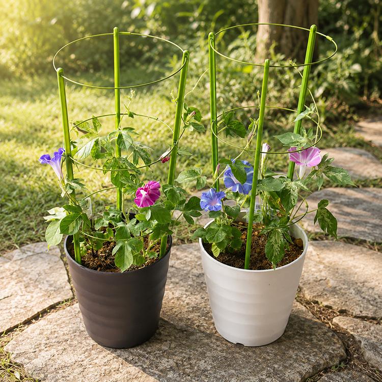 色とりどりの花が咲く／朝顔（アサガオ）行燈仕立て（3本植え・7号鉢
