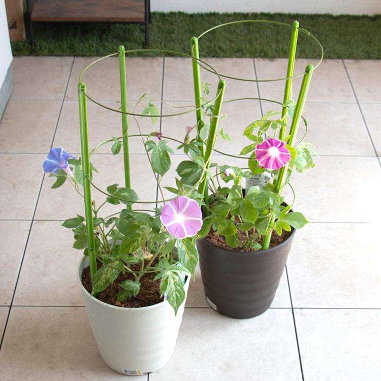 色とりどりの花が咲く／朝顔（アサガオ）行燈仕立て（3本植え・7号鉢