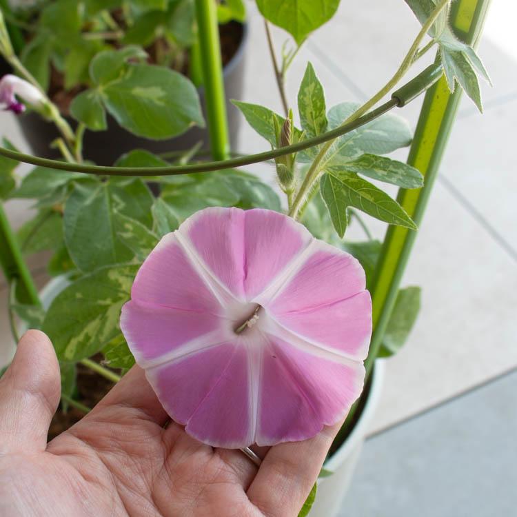 色とりどりの花が咲く／朝顔（アサガオ）行燈仕立て（3本植え・7号鉢