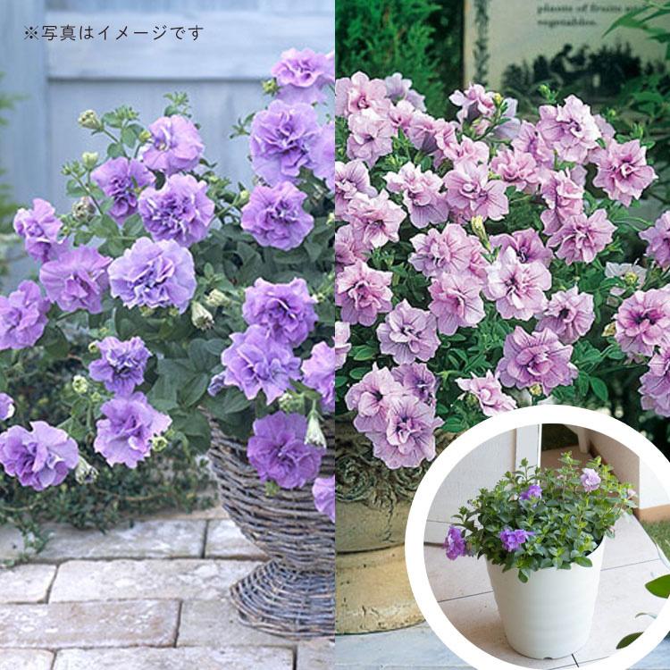 猛暑でも咲き誇る／売り尽くし タキイ種苗の高級 八重咲き ペチュニア