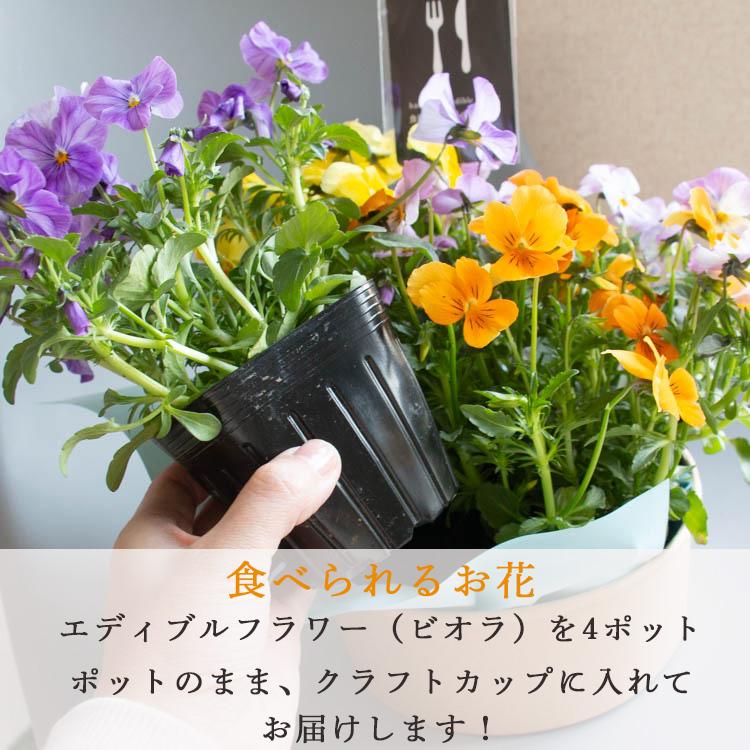 売り尽くし＼食べれる寄せ鉢／「エディブルフラワー ビオラ inクラフト
