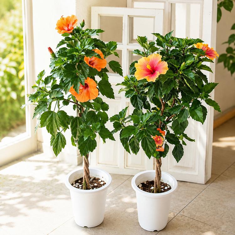 花も樹形も楽しめる／ハイビスカス 『トピアリー仕立て』 鉢植え