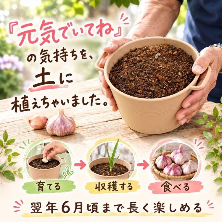遅れてごめんね敬老の日ギフト／ 敬老の日にまさかのにんにく『赤丸
