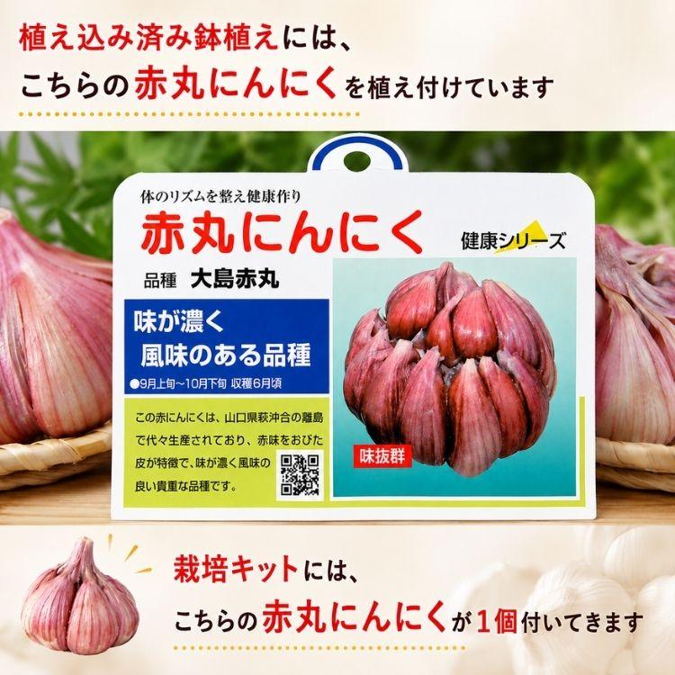 遅れてごめんね敬老の日ギフト／ 敬老の日にまさかのにんにく『赤丸