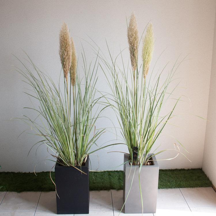 斑入り葉 パンパスグラス 早秋風（そうしゅうふう)大株 花穂2本付　約110㌢〜 斑入り葉 パンパスグラス 早秋風（そうしゅうふう)大株 花穂2本