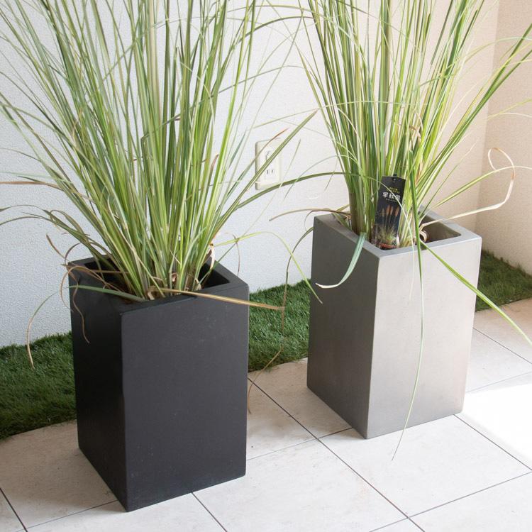 斑入り葉 パンパスグラス 早秋風（そうしゅうふう)大株 花穂2本付　約110㌢〜 斑入り葉 パンパスグラス 早秋風（そうしゅうふう)大株 花穂2本