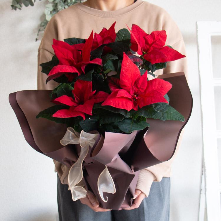 ポインセチア 赤とクリーム色 稀 4鉢セット ラッピング無料キャンペーン中／ポインセチア 鉢植え「ジェスター