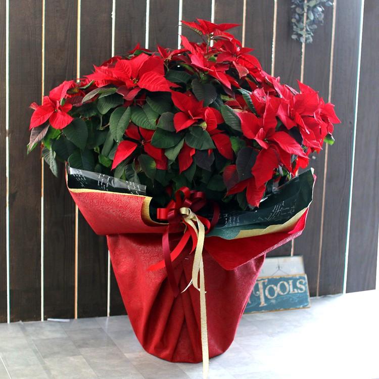 ポインセチア 赤と緑の鉢花 flower 「ポインセチア 大 10号鉢」クリスマス 巨大 鉢植え 送料無料