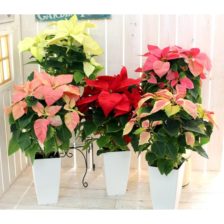 ポインセチア 赤とクリーム色 稀 4鉢セット flower 5色から選べる クリスマスを彩る「ポインセチアの鉢植え