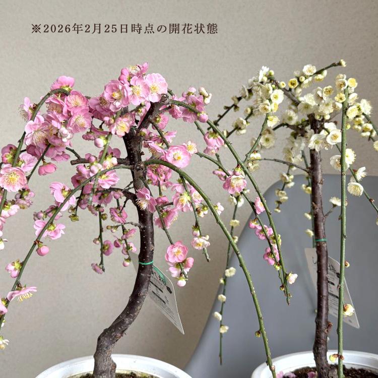 売り尽くし／選べる花色・装飾 花うるる「しだれ咲き花梅 鉢植え