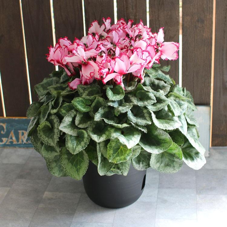 現品限り 冬の鉢植え プレミアム シクラメン 7号鉢 高さ46cm ギフト 品種 鉢 鉢植え 冬 フラワー ガーデニング 贈り物 誕生日 Hati Siku Premium 花うるる ハンギング 寄せ植え通販 通販 Yahoo ショッピング