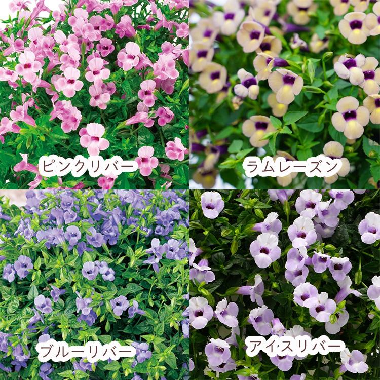 最終売り尽くし＼晩秋まで開花し続ける／花うるる ハンギング 寄せ植え