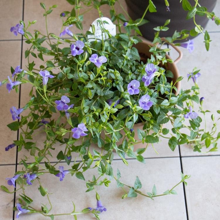 最終売り尽くし＼晩秋まで開花し続ける／花うるる ハンギング 寄せ植え