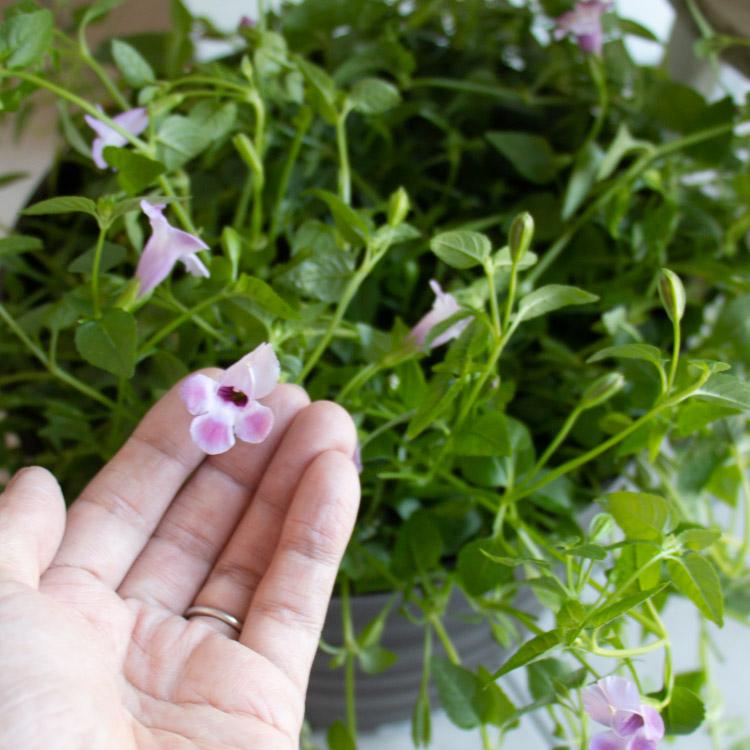 最終売り尽くし＼晩秋まで開花し続ける／花うるる ハンギング 寄せ植え
