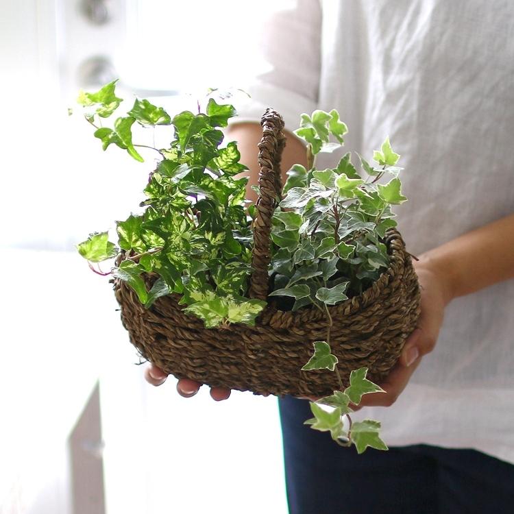 アイビー 手さげかご 寄せ鉢 M 01 1762 01 1772 寄せ鉢 寄せかご 寄せカゴ 室内 屋外 ご自宅用 プレゼント グリーン 玄関 ヘデラ 苗 蔦 ツタ 観葉植物 Hb Aibi Cultkago M 花うるる ハンギング 寄せ植え通販 通販 Yahoo ショッピング
