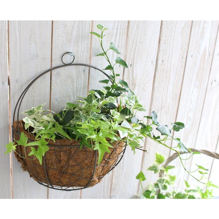 アイビーの壁掛け寄せ植えバスケット 04 3008 ヤシ繊維マット アンティーク アイアン 寄せ鉢 寄せかご 寄せカゴ 室内 屋外 ご自宅用 プレゼント グリーン Hb Aibi Cultyasikago 花うるる ハンギング 寄せ植え通販 通販 Yahoo ショッピング