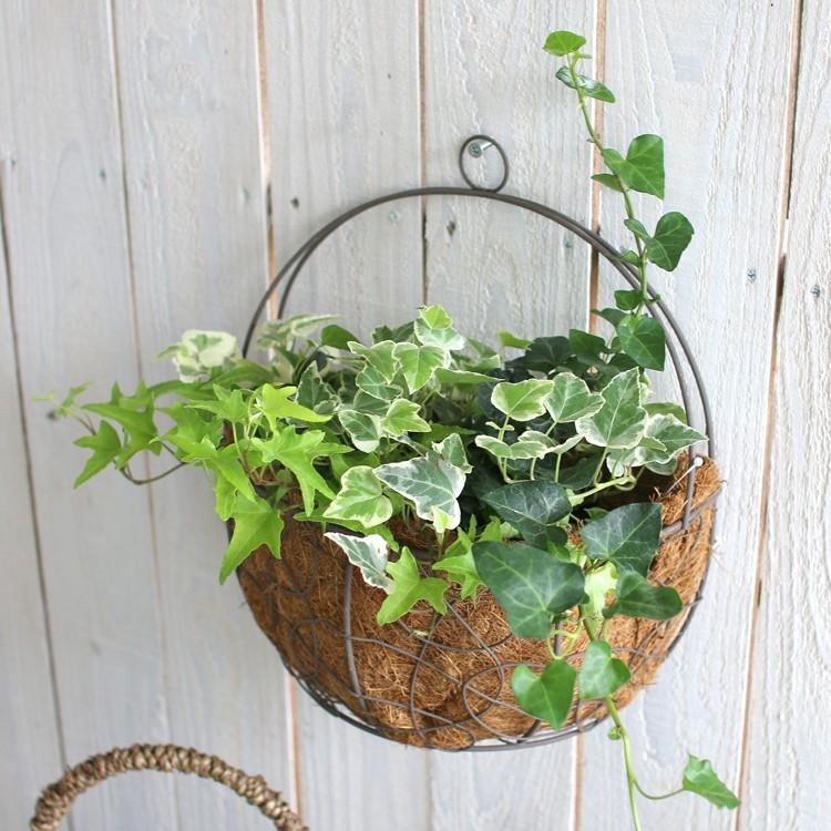 アイビーの壁掛け寄せ植えバスケット 04 3008 ヤシ繊維マット アンティーク アイアン 寄せ鉢 寄せかご 寄せカゴ 室内 屋外 ご自宅用 プレゼント グリーン Hb Aibi Cultyasikago 花うるる ハンギング 寄せ植え通販 通販 Yahoo ショッピング