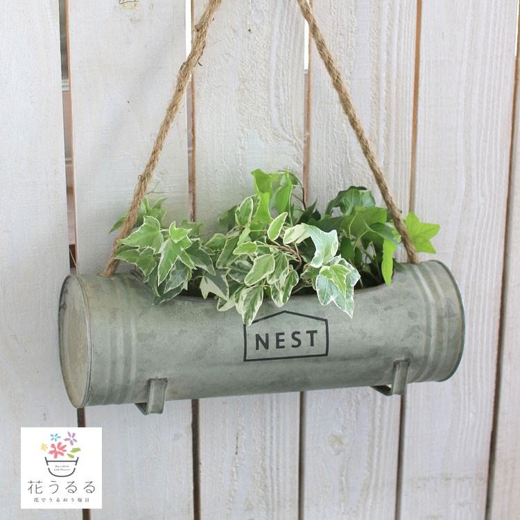 アイビー吊り鉢 寄せ植え ガレージ パイプ 4255 B 寄せ鉢 室内 屋外 ご自宅用 プレゼント グリーン 玄関 ヘデラ 苗 ツタ 誕生日 内祝い Hb Aibi Kei4255 B 花うるる ハンギング 寄せ植え通販 通販 Yahoo ショッピング