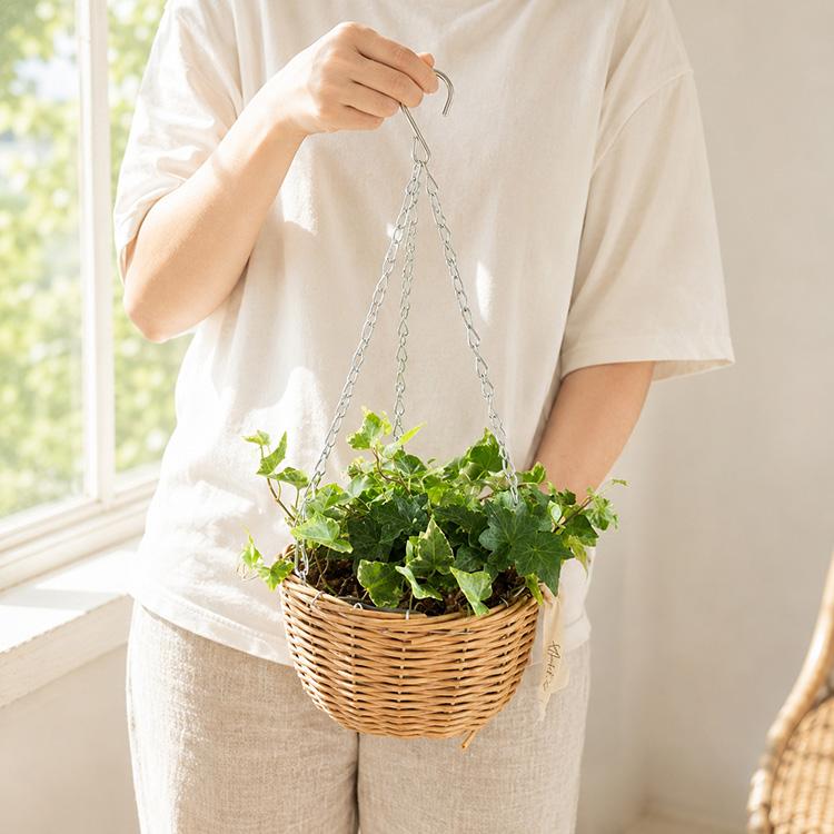 ベテラ　 小型室内植物 バスケット 1年中楽しめる／『生きてるアイビーの吊りかご寄せ植え（吊り下げ