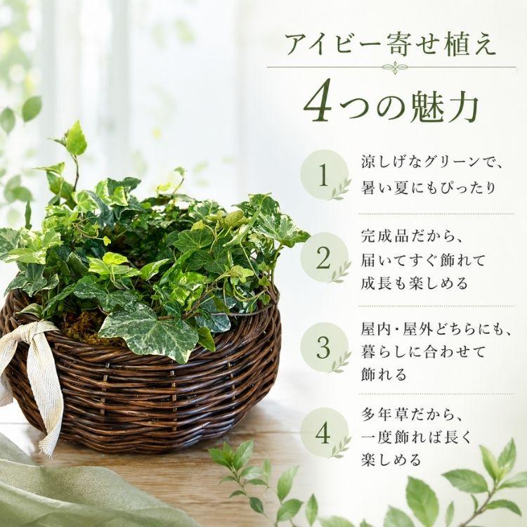 1年中楽しめる／『生きてるアイビーの吊りかご寄せ植え（吊り下げ