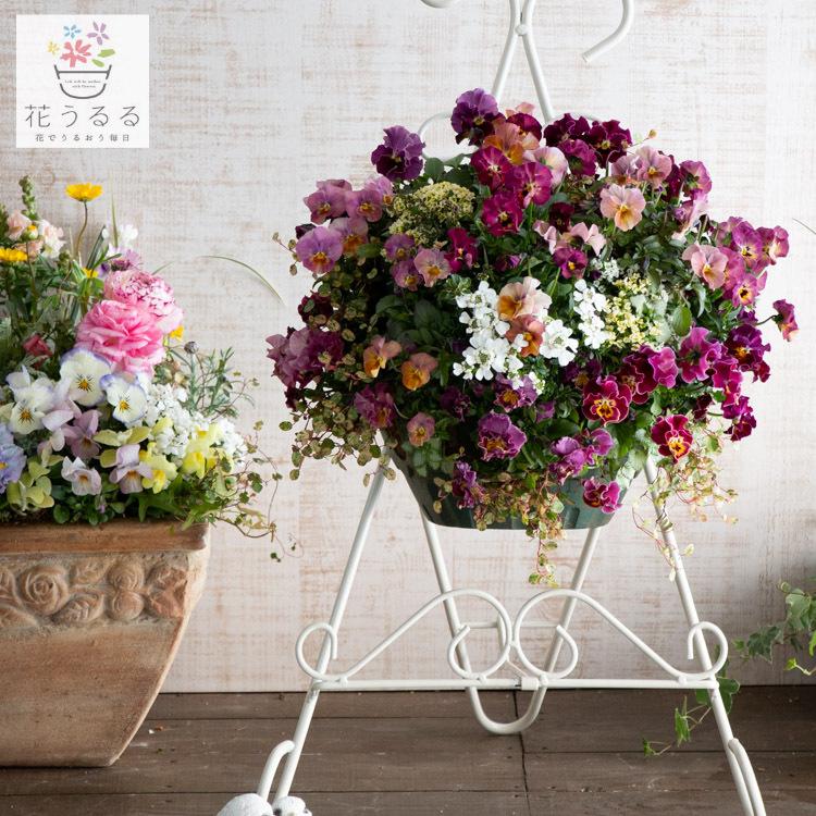 flower ＼届いた時から豪華なDX版／ [送料無料] ビオラのハンギング