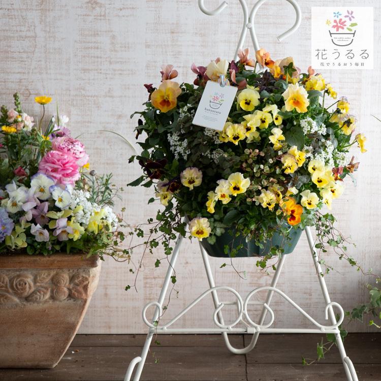 flower ＼届いた時から豪華なDX版／ [送料無料] ビオラのハンギング