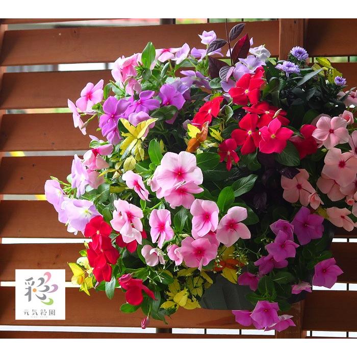 送料無料 数量完全限定 秋のハンギング寄せ植え オータムドロップ 16 送料無料 Hb Ar Autmn16 花うるる ハンギング 寄せ植え通販 通販 Yahoo ショッピング