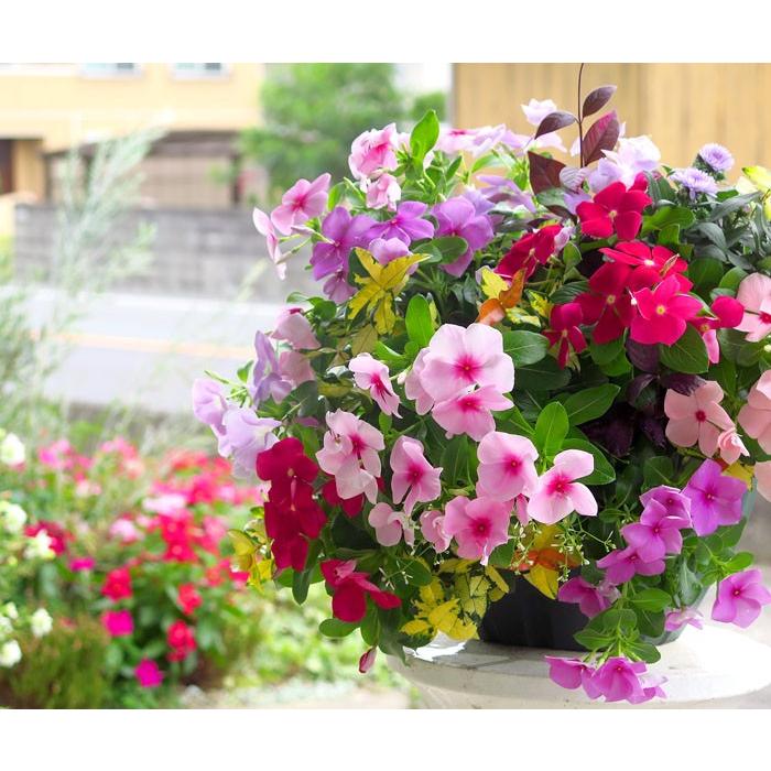 送料無料 数量完全限定 秋のハンギング寄せ植え オータムドロップ 16 送料無料 Hb Ar Autmn16 花うるる ハンギング 寄せ植え通販 通販 Yahoo ショッピング