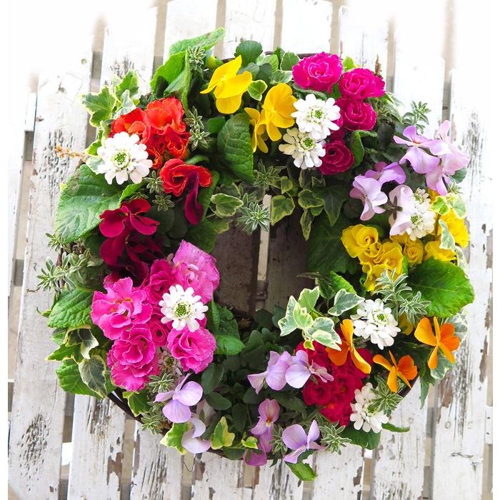 送料無料・限定10個 豪華 薔薇咲きプリムラのフラワーリース寄せ植え