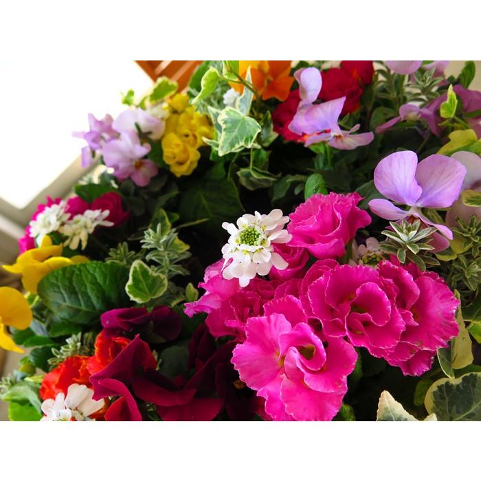 送料無料・限定10個 豪華 薔薇咲きプリムラのフラワーリース寄せ植え