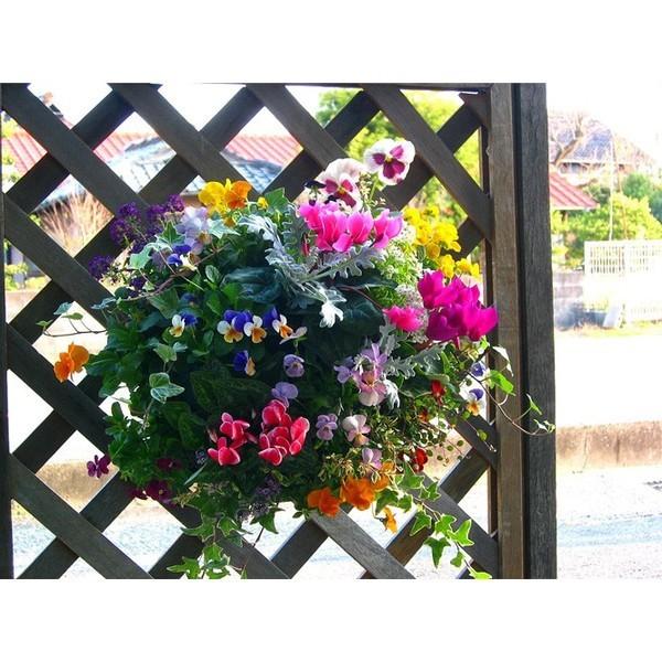 店長アレンジ 冬のハンギングバスケット寄せ植え Colors 寄せ植え 冬 ギフト ガーデニング 寄せ植え 苗 セット 誕生日プレゼント 新築祝いなど Hb Ar Colors13 花うるる ハンギング 寄せ植え通販 通販 Yahoo ショッピング