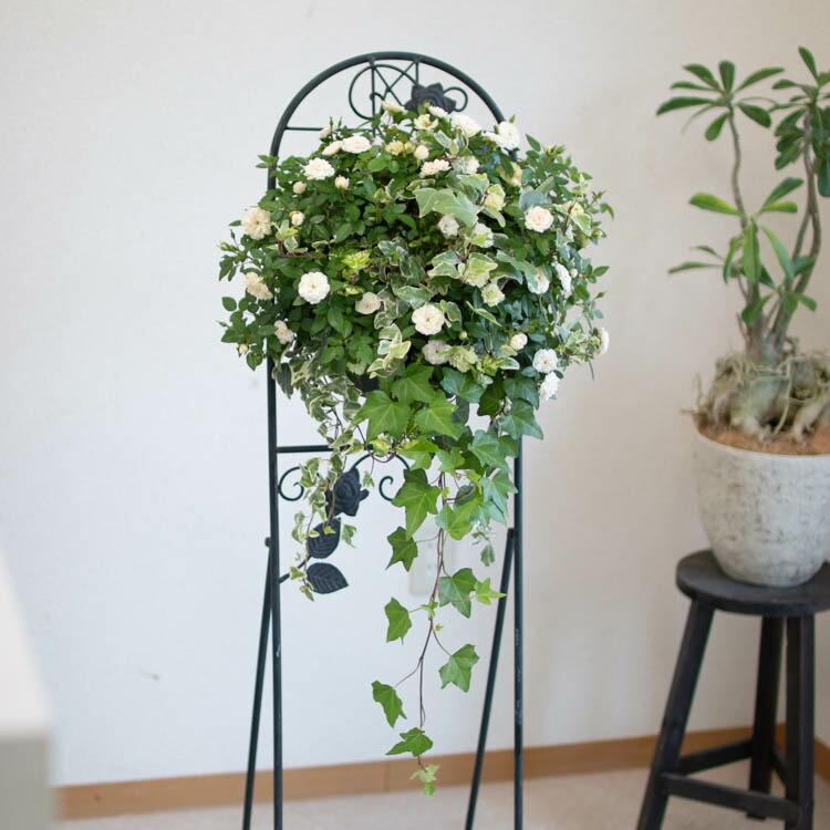 待望の再入荷＼宿根草なのでコスパ抜群／ミニバラの花うるるハンギング