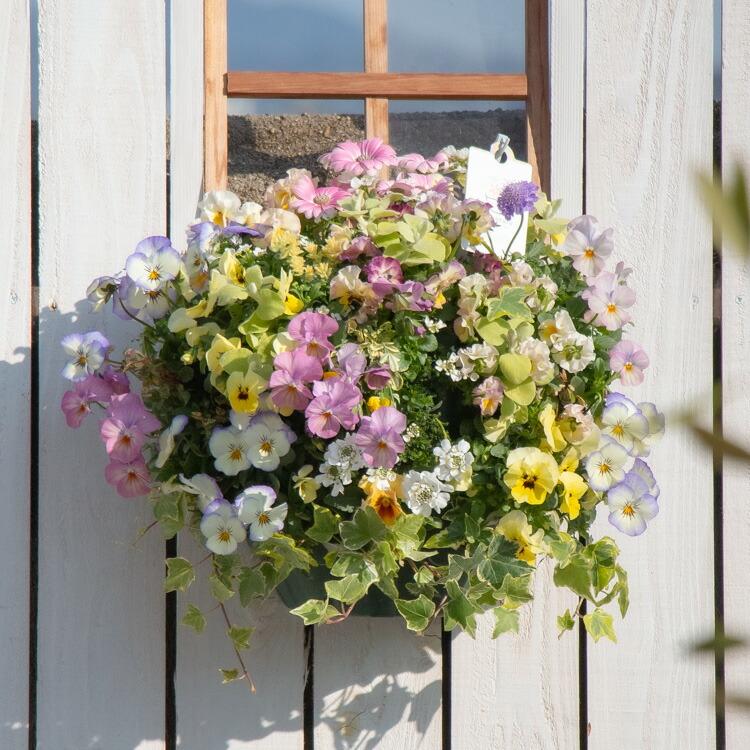 豪華 ビオラ ハンギングバスケット 花うるる 寄せ植え [春色 豪華 ビオラ ハンギングバスケット 花うるる 寄せ植え [春色
