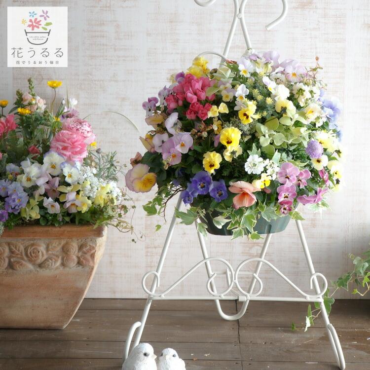 『フリルビオラ♡ルージュグラデーション』ハンギングバスケット　寄せ植え　花 売り尽くし／豪華 ビオラ ハンギングバスケット 花うるる 寄せ植え