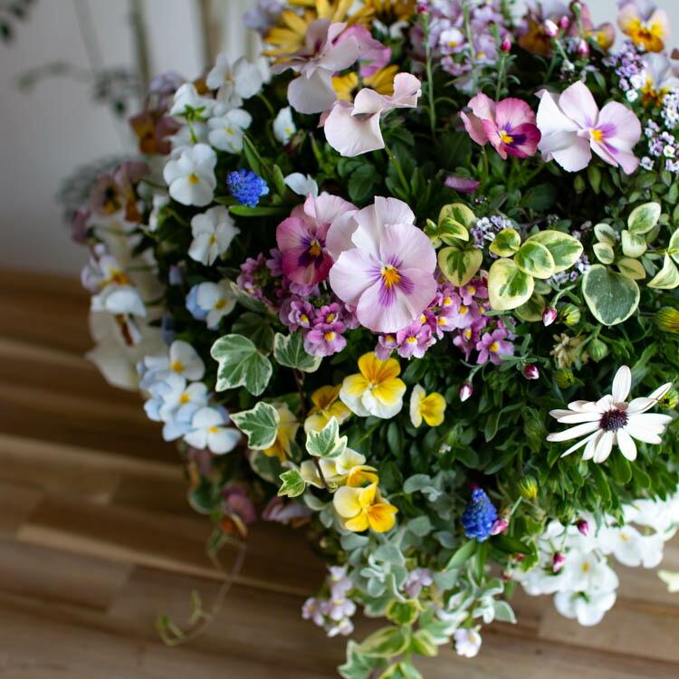オーバルバスケットのパステルカラー寄せ植え 売り尽くし／豪華 ビオラ ハンギングバスケット 花うるる 寄せ植え