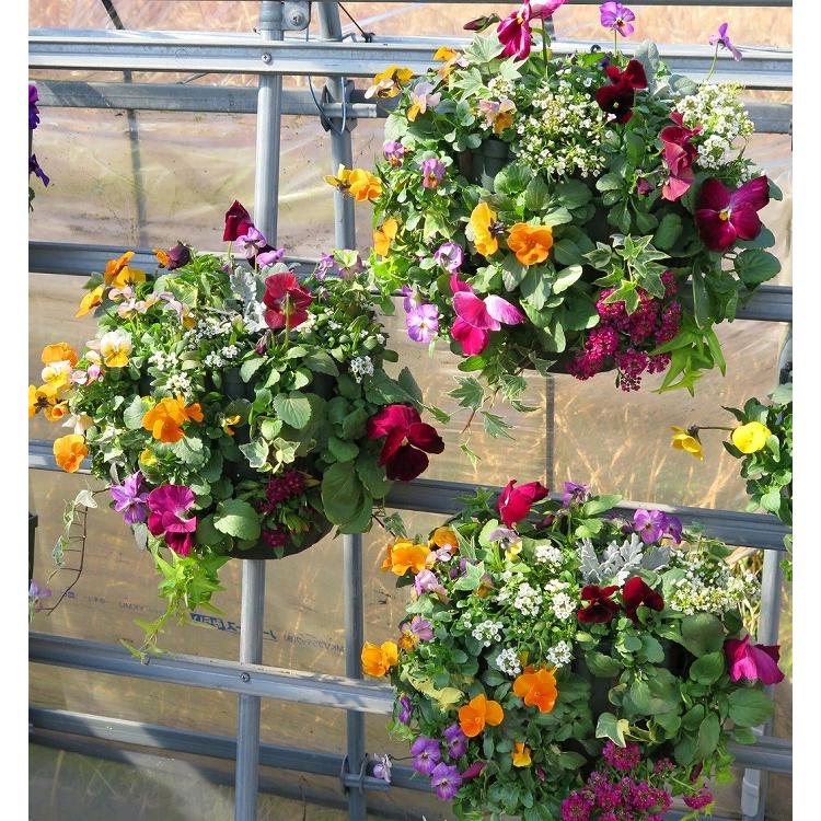 送料無料 パンジー ビオラのハンギングバスケット寄せ植え カシスオレンジ Mサイズ 玄関 冬 春 フラワーギフト 誕生日 プレゼント 女性 おしゃれ Hb Ar Kasisore12 花うるる ハンギング 寄せ植え通販 通販 Yahoo ショッピング