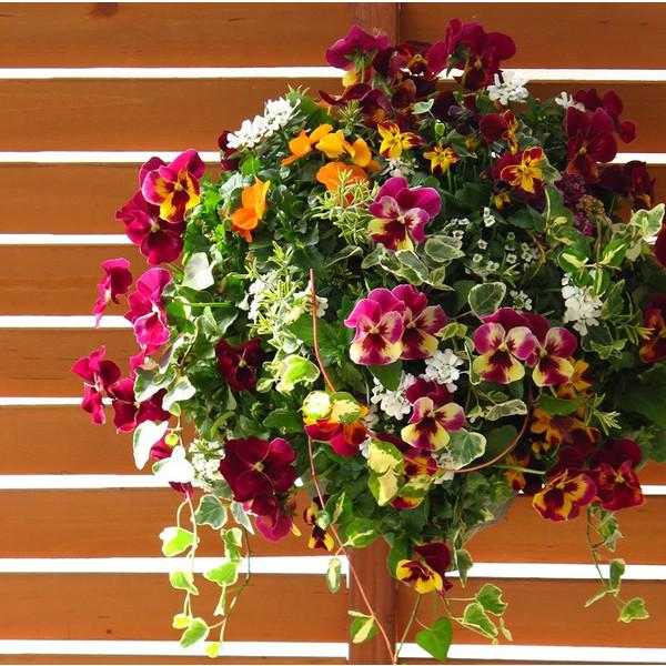 季節のおまかせ 花うるるハンギング 寄せ植え Mサイズ(開花期:11月-5