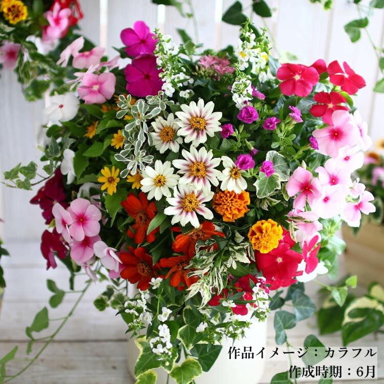 花うるる おまかせ／「季節のハンギング寄せ植えMサイズ(開花期:4月