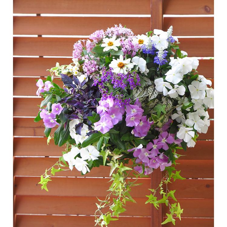 送料無料 花うるる特製アレンジ おまかせハンギングバスケット ｍサイズ 開花期 4月 最長半年 秋 夏 春 ギフト プレゼント 寄せ植え ガーデニング Hb Ar Omam 花うるる ハンギング 寄せ植え通販 通販 Yahoo ショッピング