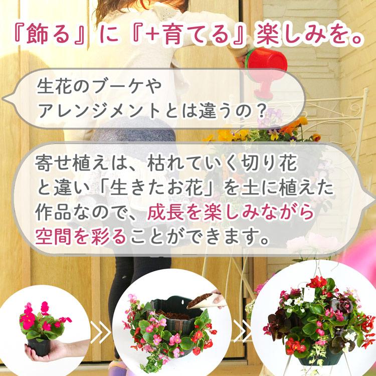 花うるる おまかせハンギング 寄せ植え Ｍサイズ(4月から11月まで開花) (春 夏 セット ギフト 花 鉢 寄植え 鉢植え 壁掛け ハンギングバスケット｜hanaururu｜09