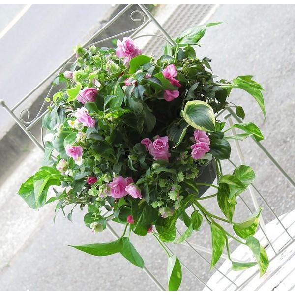 かわいいピンク系　ハンギングバスケット flower *送料無料* 魅惑の大人ピンクが誘う至福の毎日。 店長の極上