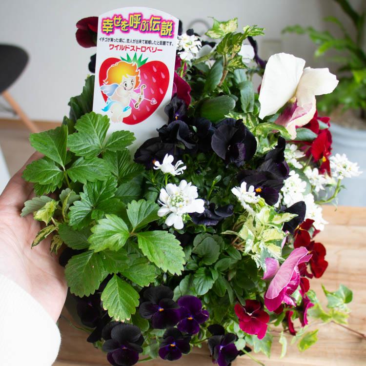 TVで話題／幸せを呼ぶ伝説 ワイルドストロベリー入り パンジー ビオラ