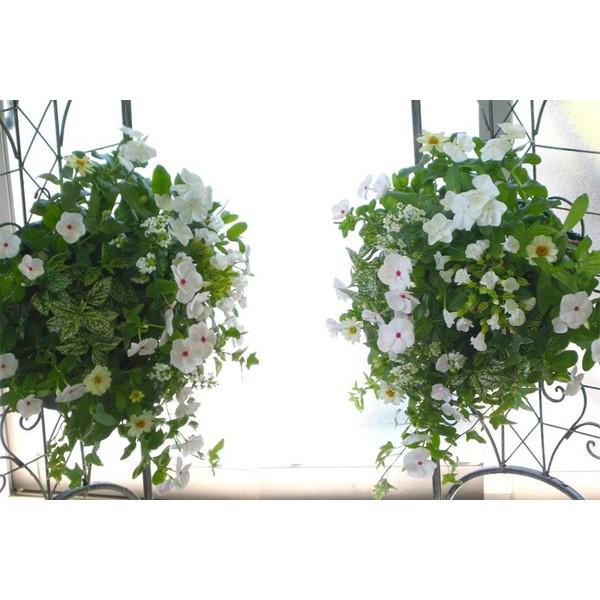 数量限定 夏のハンギングバスケットの寄せ植え店長アレンジ＊White